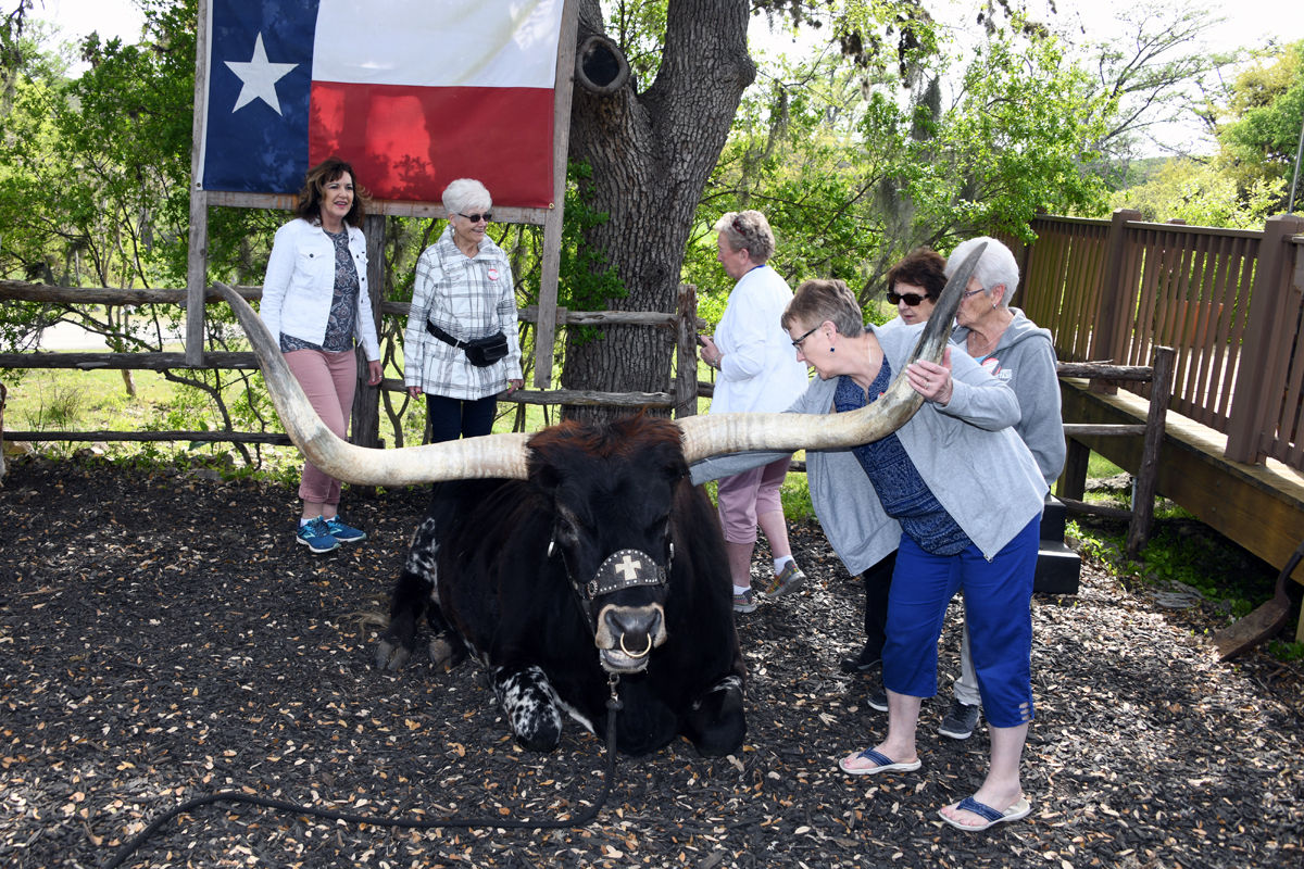 252 Norma Moseley in front with bull. Marcia Regier, Frieda Goertzen, Agnes Loukota, Trudy Anderson, Kay Johnson..JPG